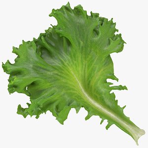 3D Frillice Iceberg Leaf