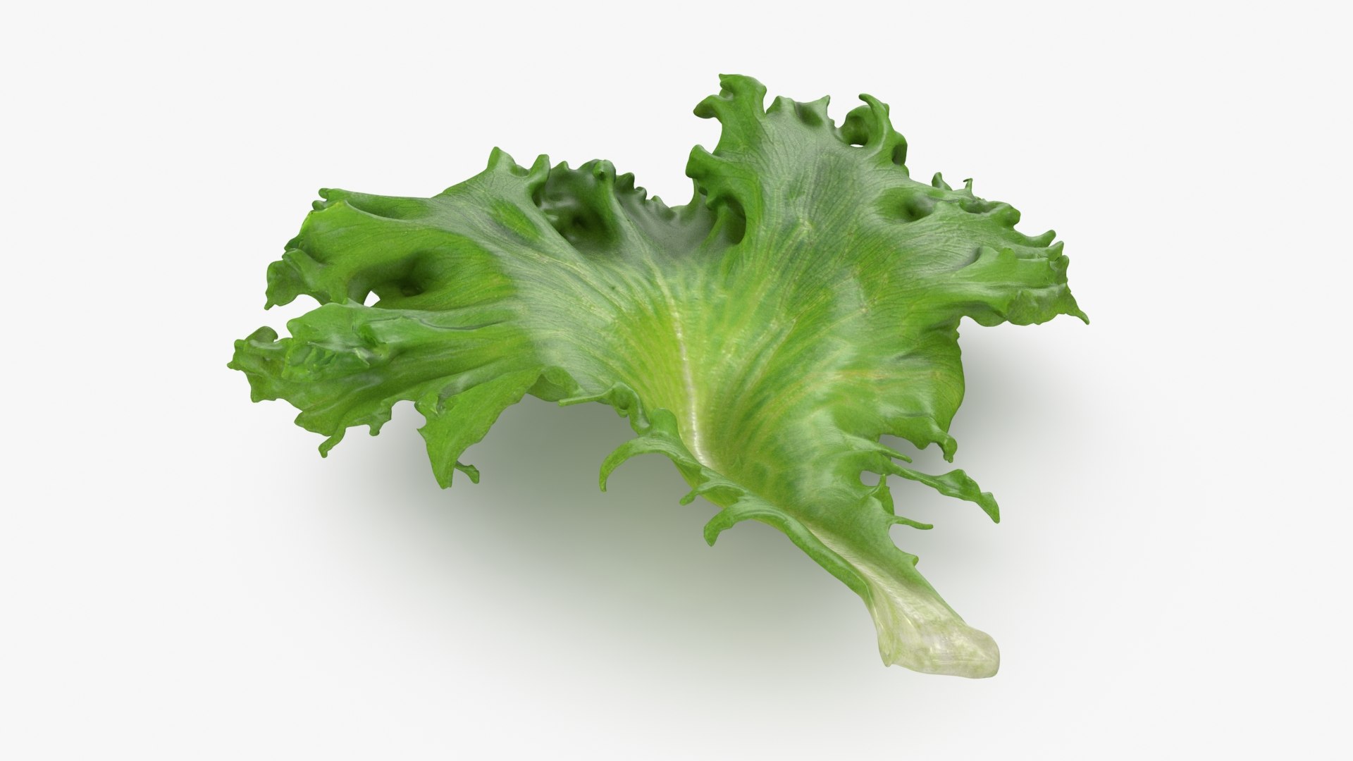 3D Frillice Iceberg Leaf https://p.turbosquid.com/ts-thumb/dz/pomIbf/fo/frilliceicebergleaf2_b0012/jpg/1715760666/1920x1080/fit_q87/4429b9b6ab9834f6ab28da3f31f7b5ecdf0951f4/frilliceicebergleaf2_b0012.jpg