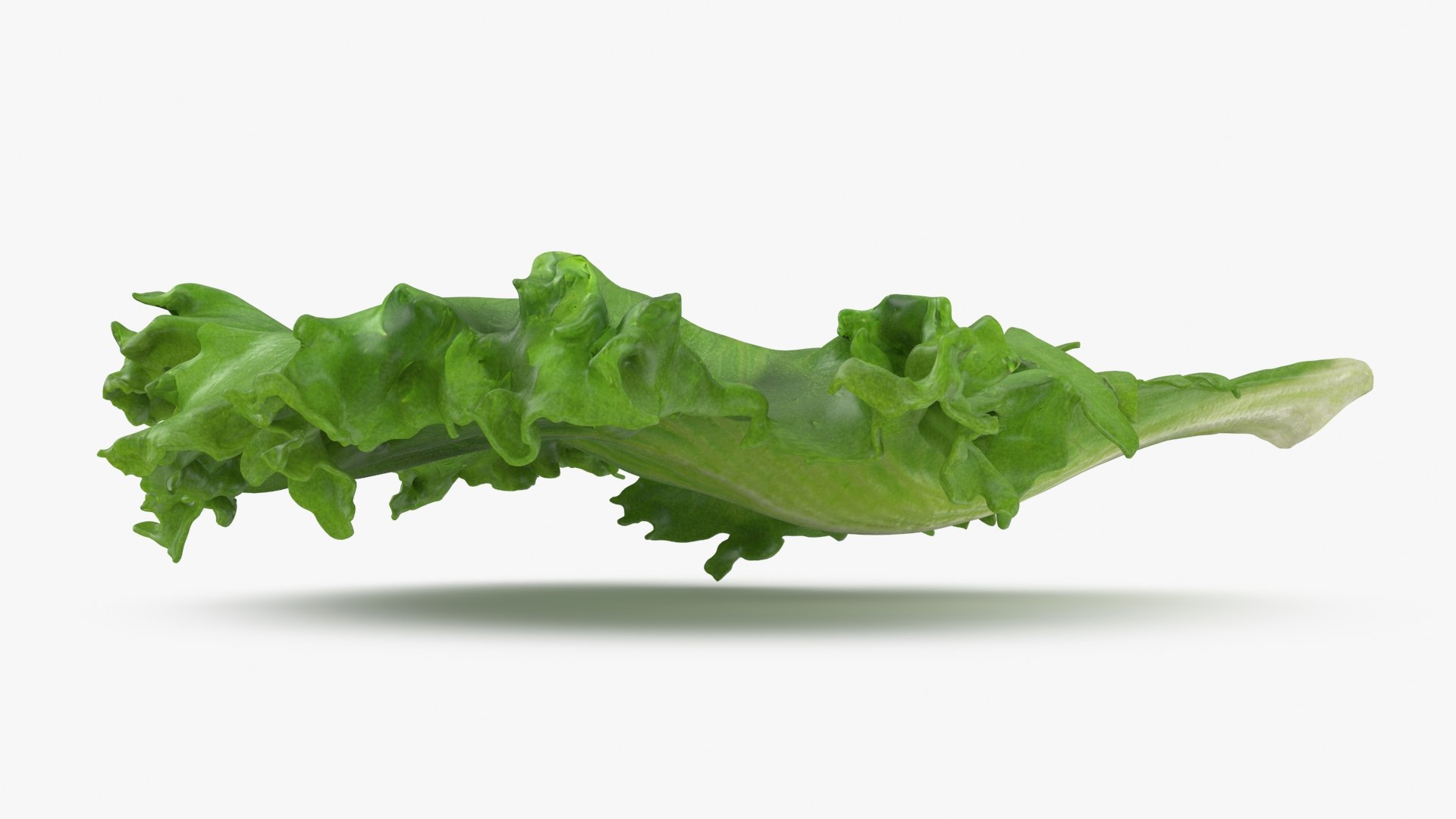 3D Frillice Iceberg Leaf https://p.turbosquid.com/ts-thumb/dz/pomIbf/g9/frilliceicebergleaf2_b0016/jpg/1715760669/1920x1080/fit_q87/83c6d3870f067856b85cb15382a5d9fab8373010/frilliceicebergleaf2_b0016.jpg