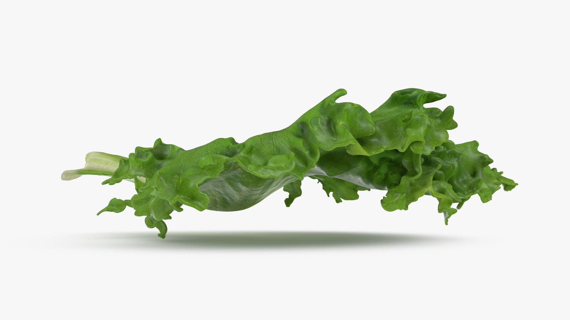 3D Frillice Iceberg Leaf https://p.turbosquid.com/ts-thumb/dz/pomIbf/kR/frilliceicebergleaf2_b0008/jpg/1715760665/1920x1080/fit_q87/30b55817ce6f434a0c534655ea2dfbb286364b1a/frilliceicebergleaf2_b0008.jpg