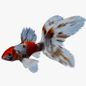3D model Sarasa Comet goldfish