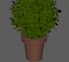 Large Bush Pot