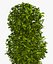 Large Bush Pot