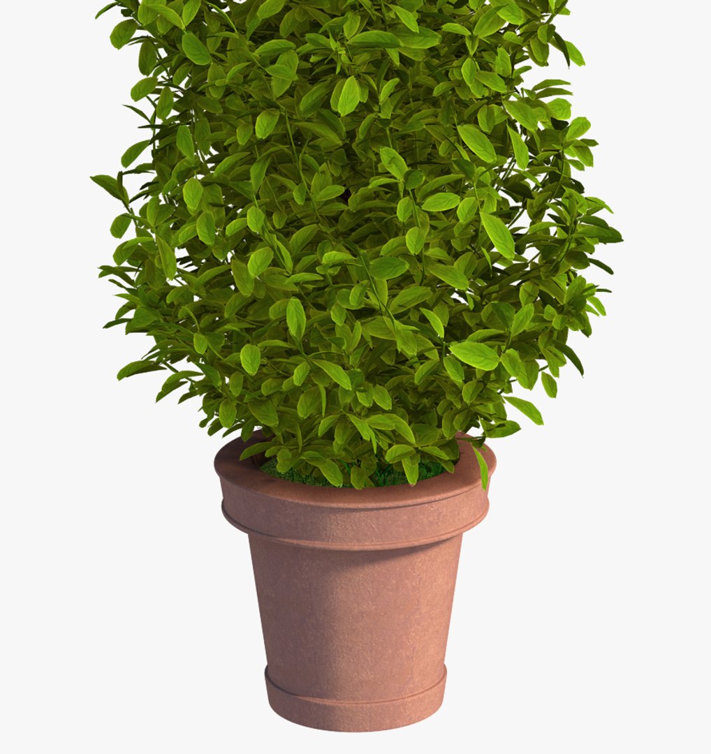 plant pot 3D model https://p.turbosquid.com/ts-thumb/e0/2QXh0t/SHS44zWw/plant3/jpg/1536938156/1920x1080/fit_q87/033e6374df65b1f50d72de8afcc67aedc0b2d192/plant3.jpg