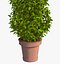 Large Bush Pot