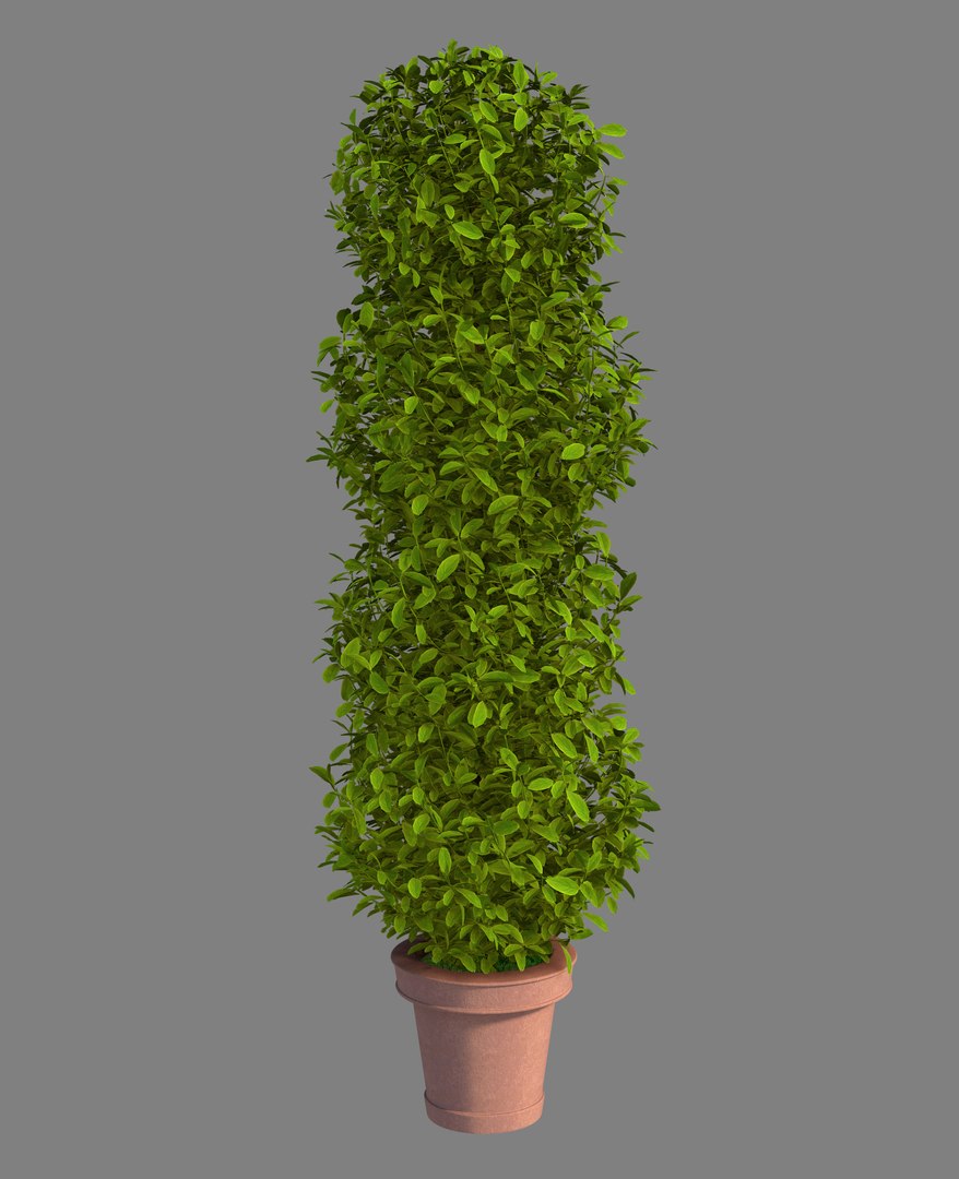 plant pot 3D model https://p.turbosquid.com/ts-thumb/e0/2QXh0t/whfGVy6H/plant2/jpg/1536938156/1920x1080/fit_q87/c333d982870ee70fa36148c2260514b9278051a6/plant2.jpg
