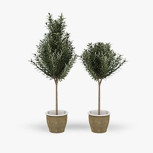Olive Tree in Pot