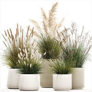 Beautiful bushes of pampas and feather grass in pots 1255 3D model