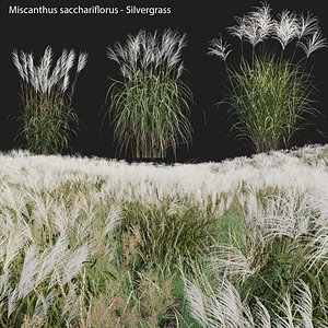 Miscanthus sacchariflorus - Silvergrass 02 model