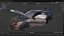 Porsche 911 992 GT3 RS Preto Vermelho