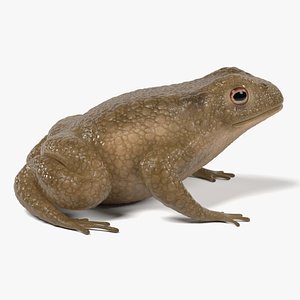 toad bufo 3d model