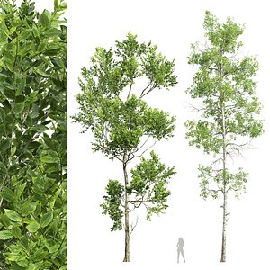 3D model Fagus Grandifolia and Populus Tremuloides