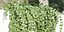 Plantas colgantes de pared vol 91-Blender