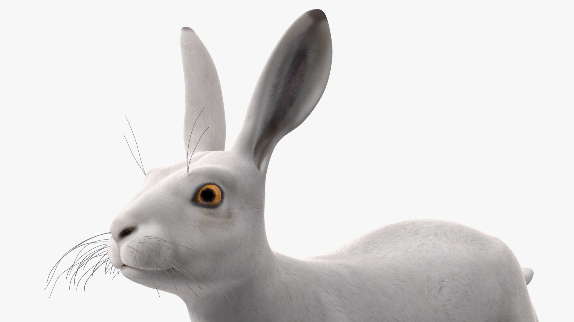 Winter Jackrabbit Rigged For Cinema 4D 3D - TurboSquid 2186017