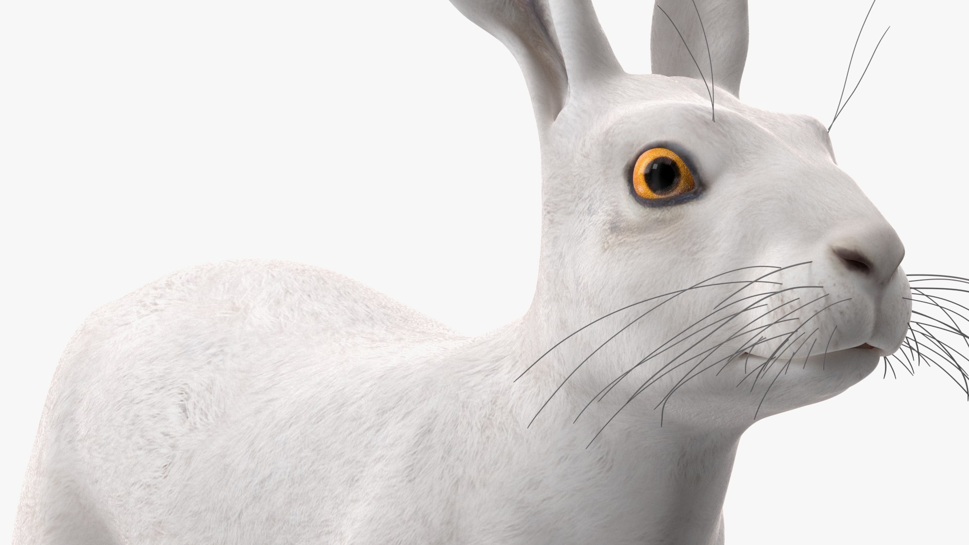 Winter Jackrabbit Rigged For Cinema 4D 3D - TurboSquid 2186017