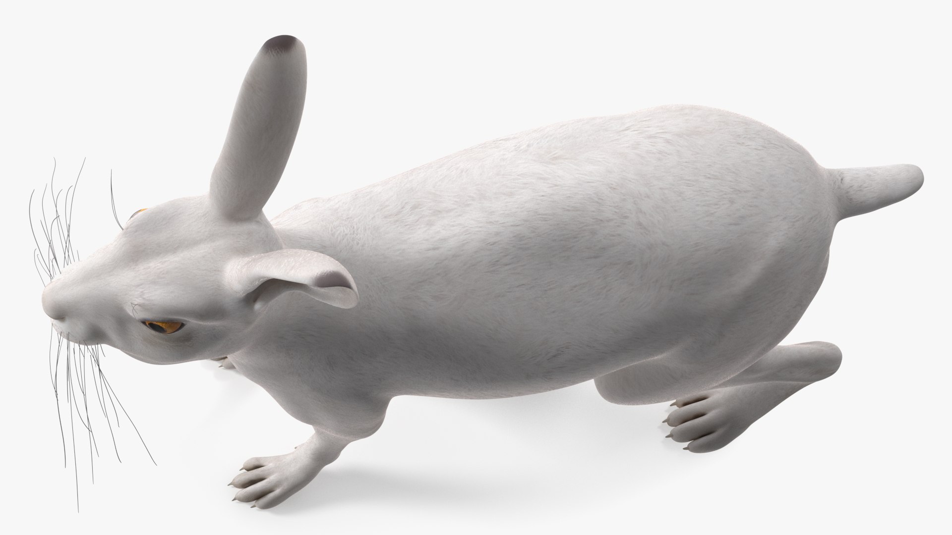 Winter Jackrabbit Rigged For Cinema 4D 3D - TurboSquid 2186017