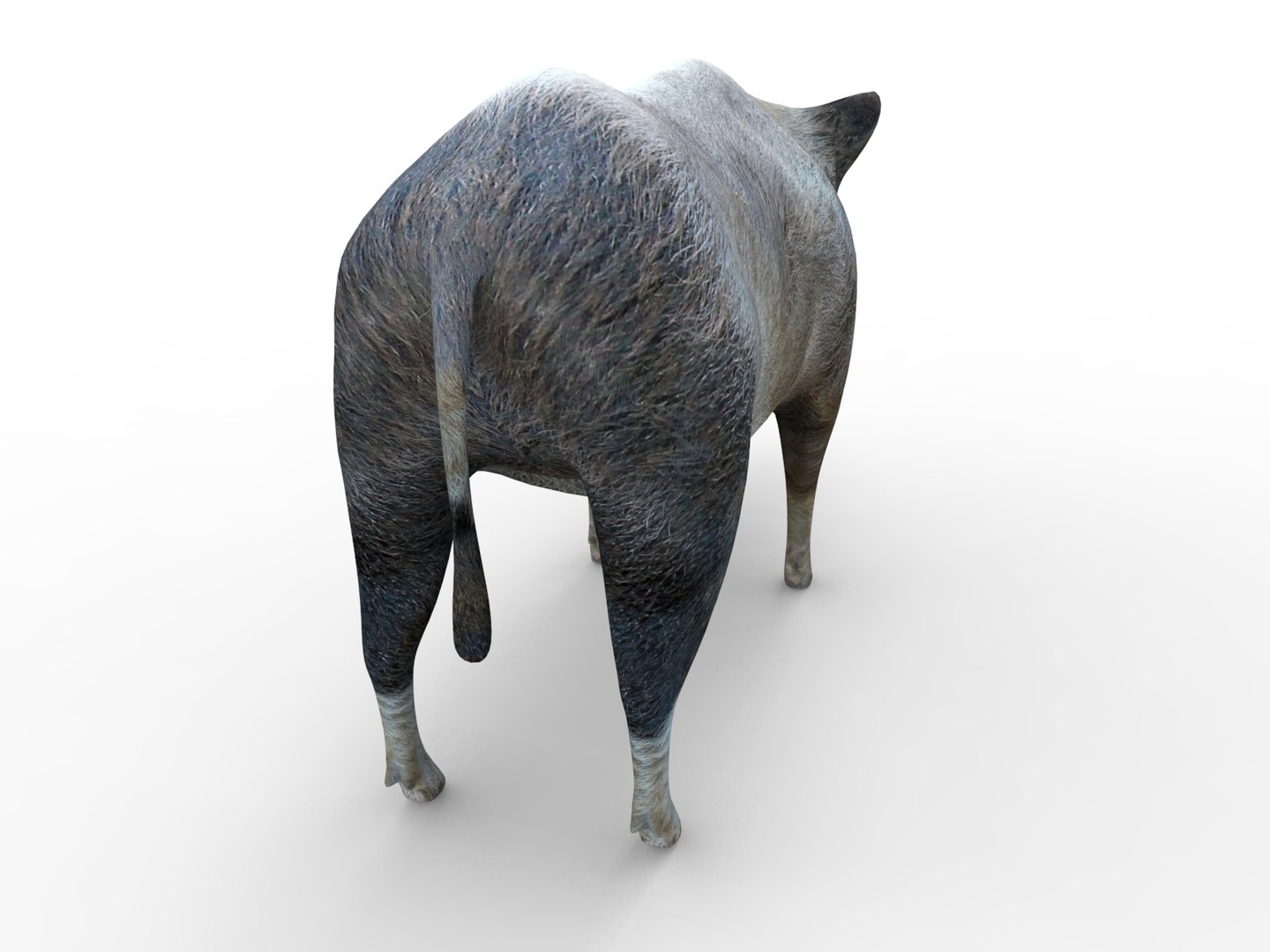 wild boar rigged animation model https://p.turbosquid.com/ts-thumb/e1/Fz5wSF/AZk17l8x/boar.361/jpg/1518510771/1920x1080/fit_q87/dd0ed877a60b2361e05dd6f82377c8d28bee0d12/boar.361.jpg