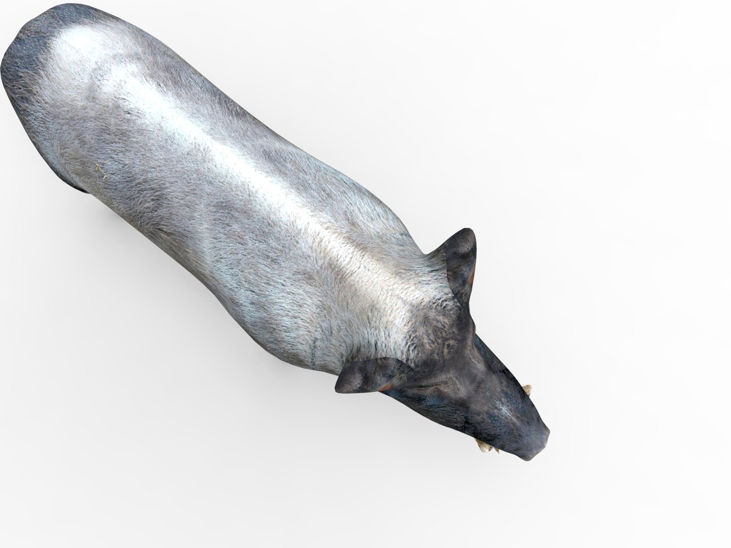 wild boar rigged animation model https://p.turbosquid.com/ts-thumb/e1/Fz5wSF/CxfWj3Uq/boar.367/jpg/1518510771/1920x1080/fit_q87/c44d495e8c424c99679571d0bd89db510da68919/boar.367.jpg