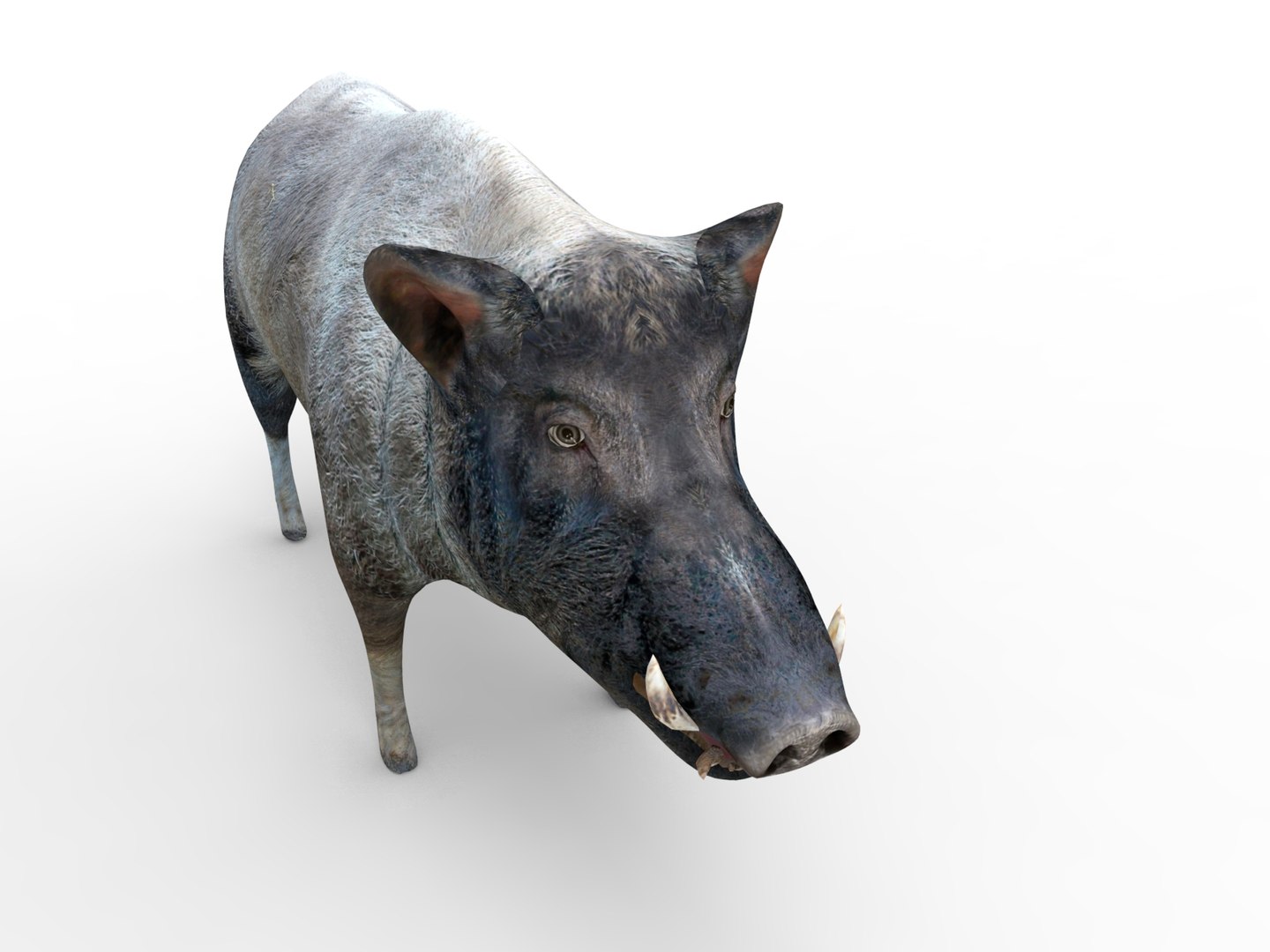 wild boar rigged animation model https://p.turbosquid.com/ts-thumb/e1/Fz5wSF/G6qY6Oje/boar.366/jpg/1518510771/1920x1080/fit_q87/69c5166c359ab3bc82dea10113317b546e7164c9/boar.366.jpg