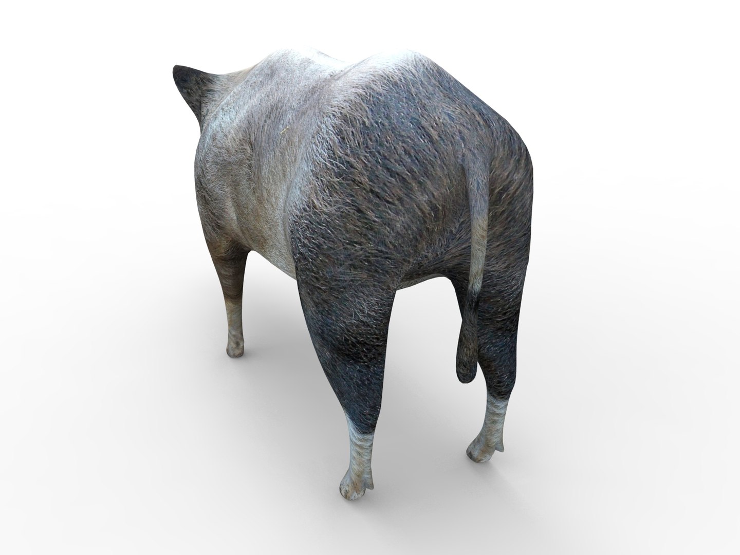 wild boar rigged animation model https://p.turbosquid.com/ts-thumb/e1/Fz5wSF/Knws33xD/boar.362/jpg/1518510771/1920x1080/fit_q87/20413443d1e151b877a58cad685e8f2a5fdbfb90/boar.362.jpg