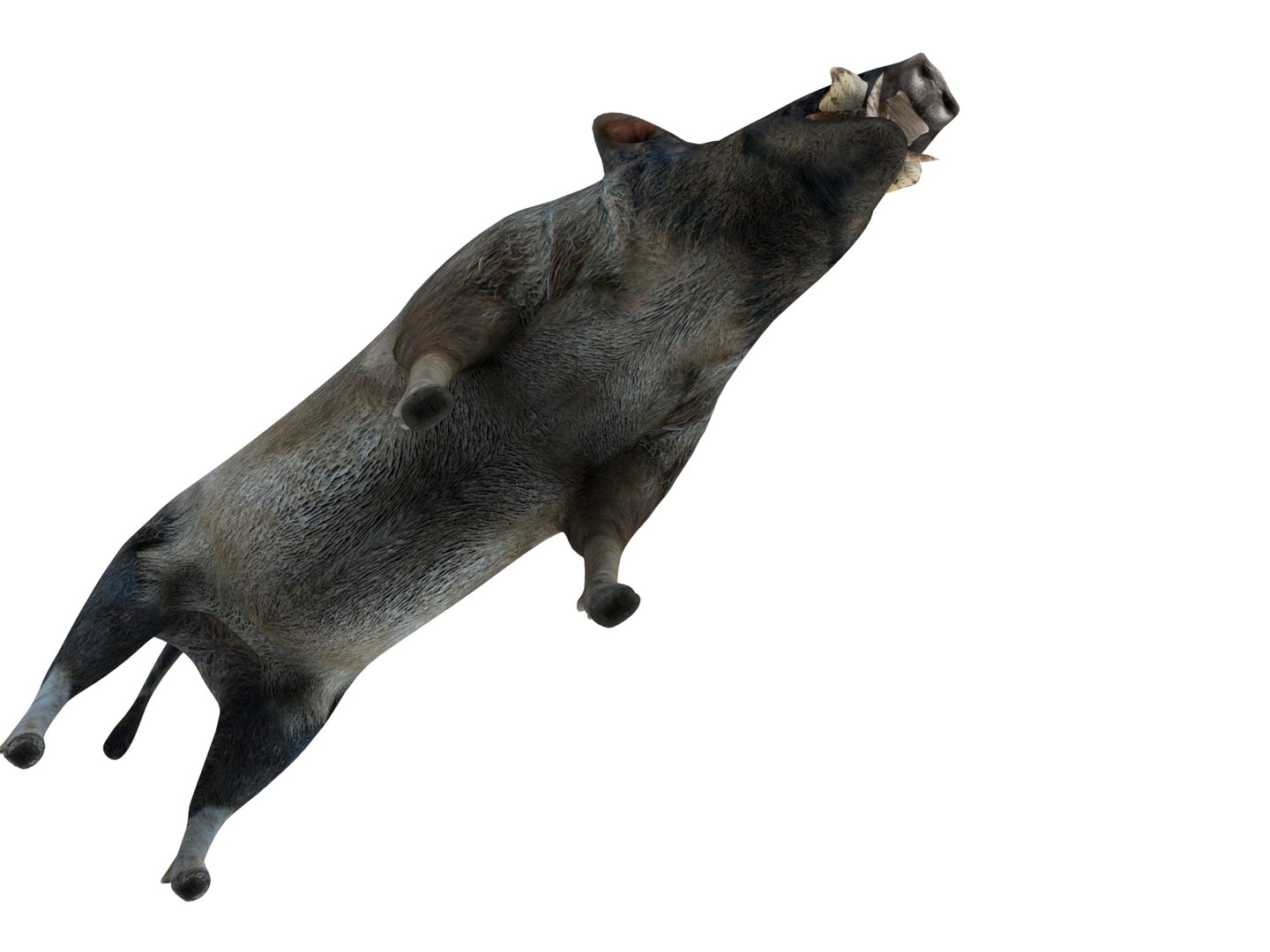 wild boar rigged animation model https://p.turbosquid.com/ts-thumb/e1/Fz5wSF/Z8GmVveV/boar.368/jpg/1518510771/1920x1080/fit_q87/946f8e5e7f14c8e8c7f0cd83f3ab5fafa0a0bc1c/boar.368.jpg