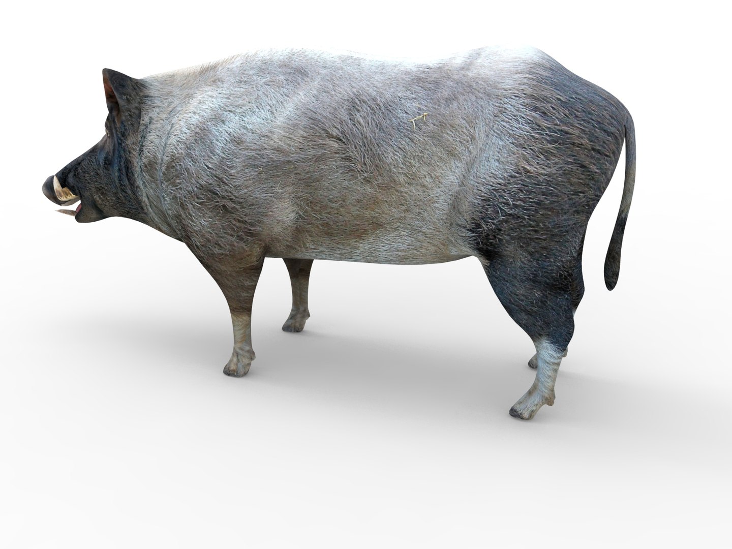 wild boar rigged animation model https://p.turbosquid.com/ts-thumb/e1/Fz5wSF/vvcJFerJ/boar.363/jpg/1518510771/1920x1080/fit_q87/6b28140eba131402d402329a19bd5c0db4910ba0/boar.363.jpg