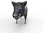 Boar Rigged And Animated low poly