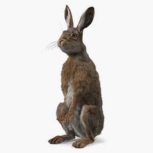 Snowshoe Hare Standing Pose Fur 3D model