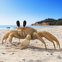 Ghost Crab Crustacean Fur for Maya