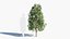 3D model Acer monspessulanum tree-1