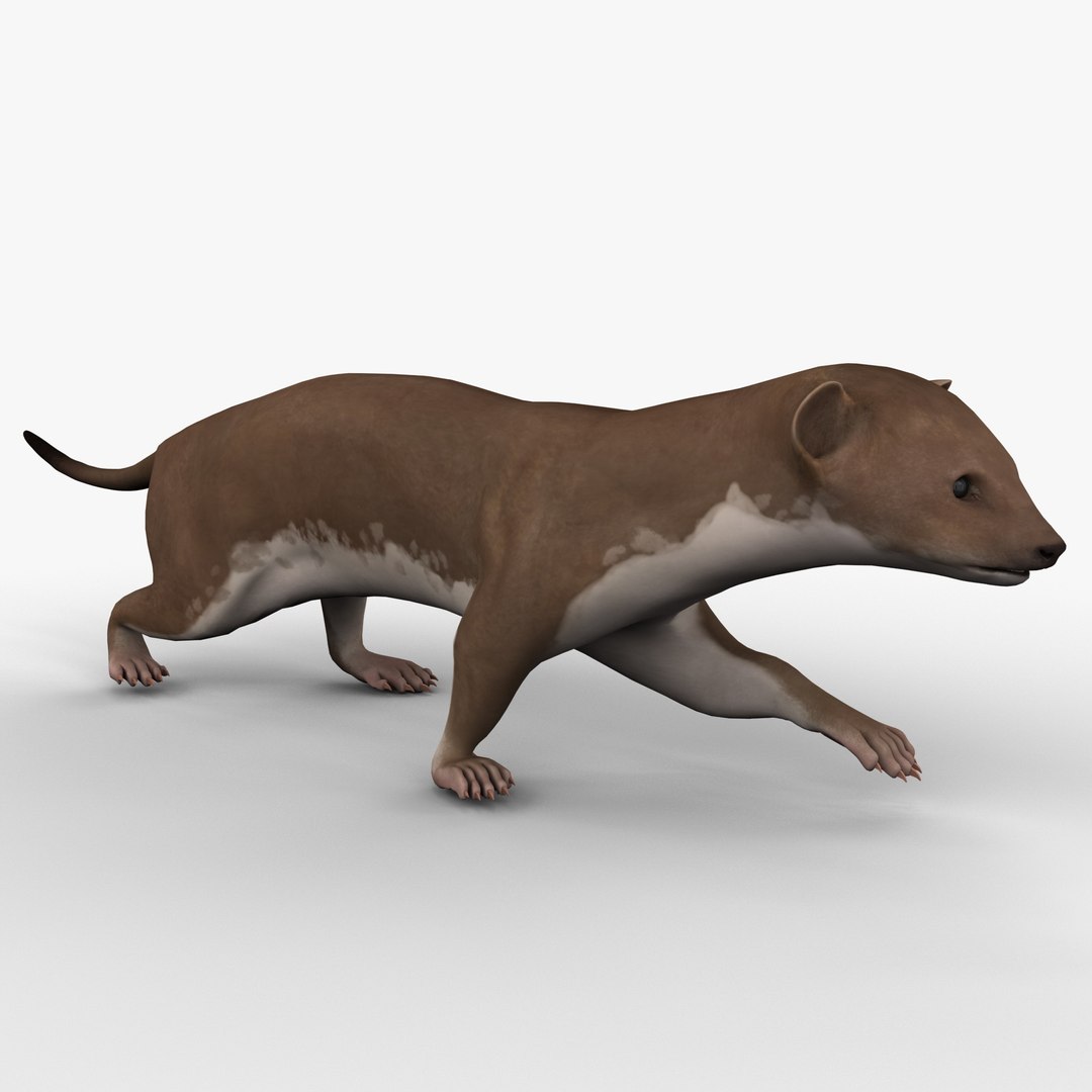 3d max weasel pose 1 https://p.turbosquid.com/ts-thumb/e1/WL1DCI/5qd4lrVU/weaselpose1_2/jpg/1374114072/1920x1080/fit_q87/deb34f45445f8fb708e86868099223e0b07121f4/weaselpose1_2.jpg