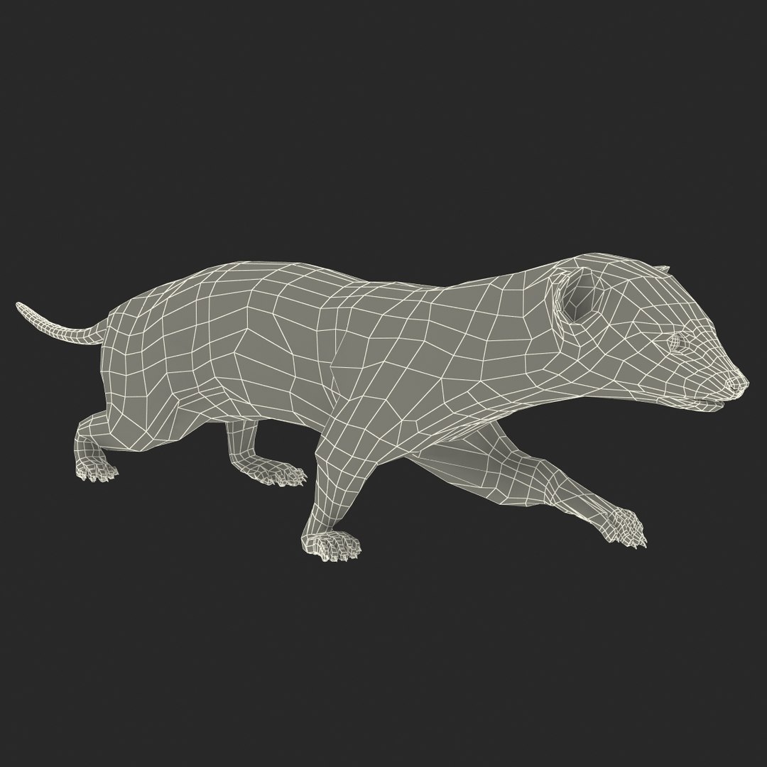 3d max weasel pose 1 https://p.turbosquid.com/ts-thumb/e1/WL1DCI/ADtBTJ5c/weaselpose1_19/jpg/1374114119/1920x1080/fit_q87/bce111ddb85f16075ec248d0953df8561d63294c/weaselpose1_19.jpg
