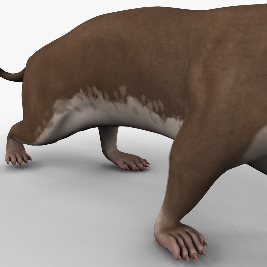 3d max weasel pose 1 https://p.turbosquid.com/ts-thumb/e1/WL1DCI/HXiqUo6f/weaselpose1_14/jpg/1374114104/1920x1080/fit_q87/9ed79b0529b6f307f26ae434989315cffda49c38/weaselpose1_14.jpg