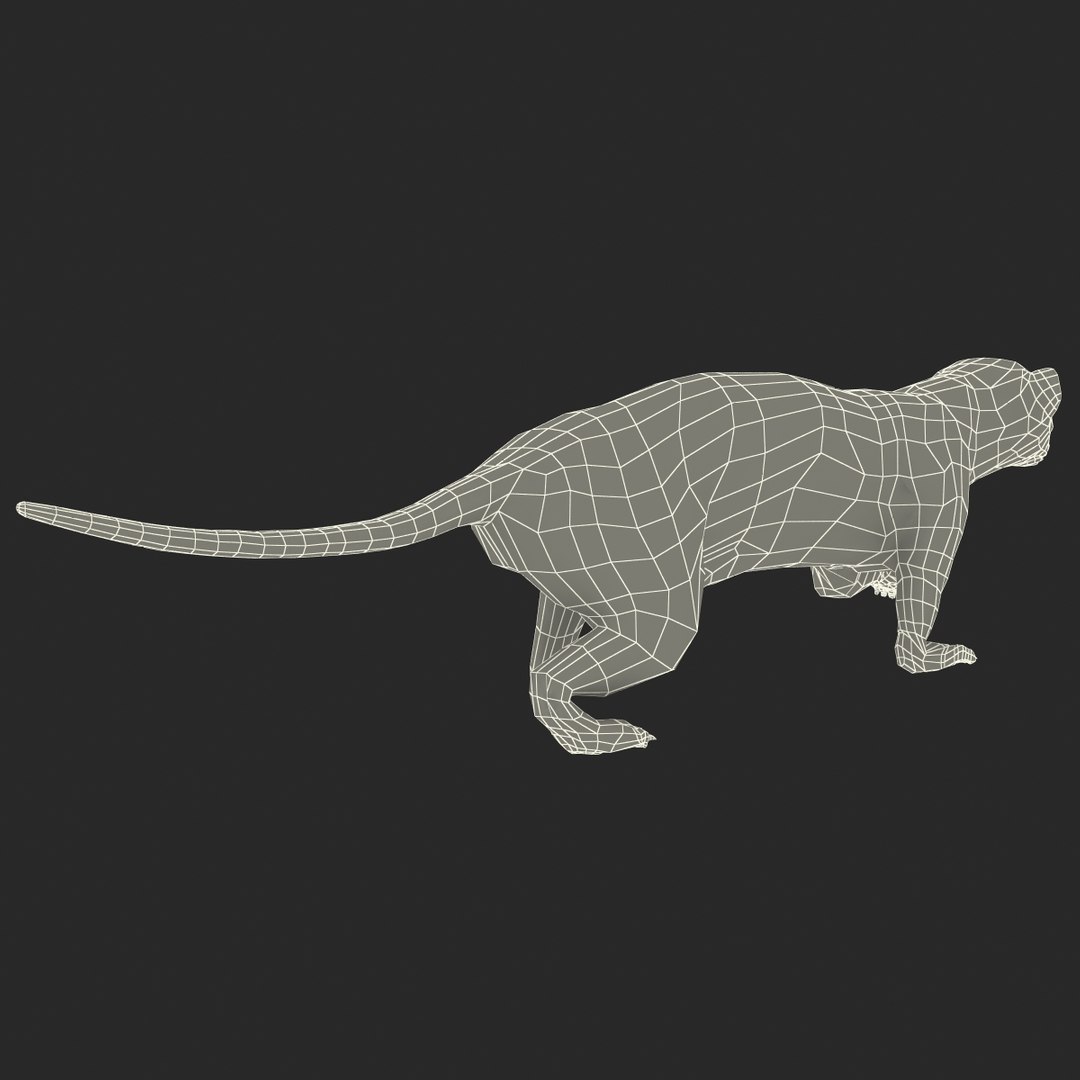 3d max weasel pose 1 https://p.turbosquid.com/ts-thumb/e1/WL1DCI/MapFMdjE/weaselpose1_21/jpg/1374114125/1920x1080/fit_q87/771ecf42d68989f52a4526f41bd7ae21266bf123/weaselpose1_21.jpg