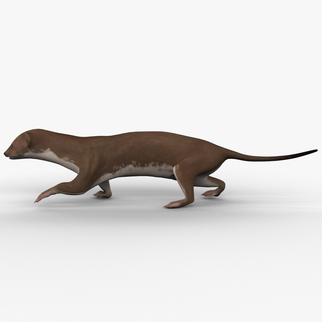 3d max weasel pose 1 https://p.turbosquid.com/ts-thumb/e1/WL1DCI/XsI3Q2gs/weaselpose1_6/jpg/1374114087/1920x1080/fit_q87/b1e43aabf7a5507ecbdc80fe28c864237eedbdbe/weaselpose1_6.jpg