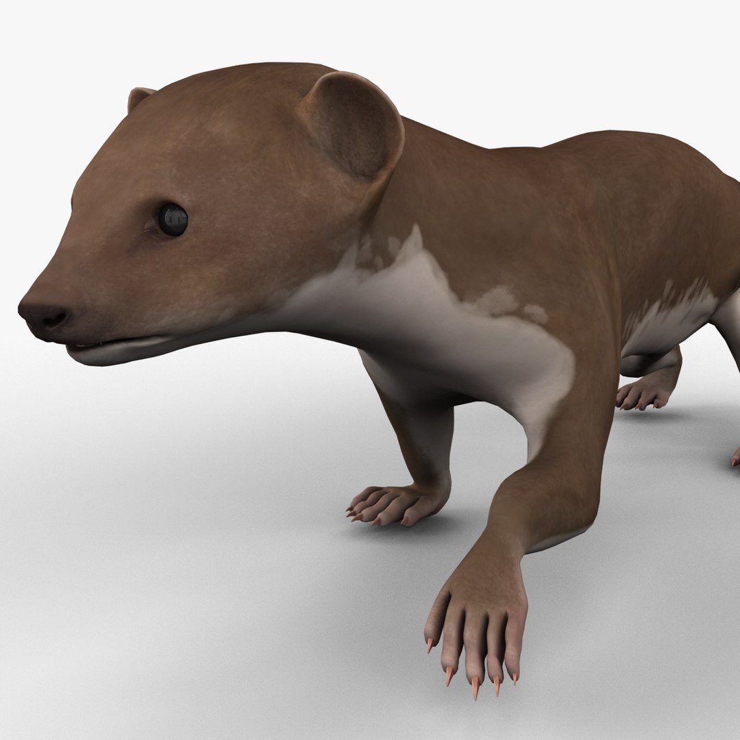 3d max weasel pose 1 https://p.turbosquid.com/ts-thumb/e1/WL1DCI/bZRGZHuh/weaselpose1_13/jpg/1374114102/1920x1080/fit_q87/bc53187cb67591b41d03d7bfe8fe9c84a5c8444a/weaselpose1_13.jpg