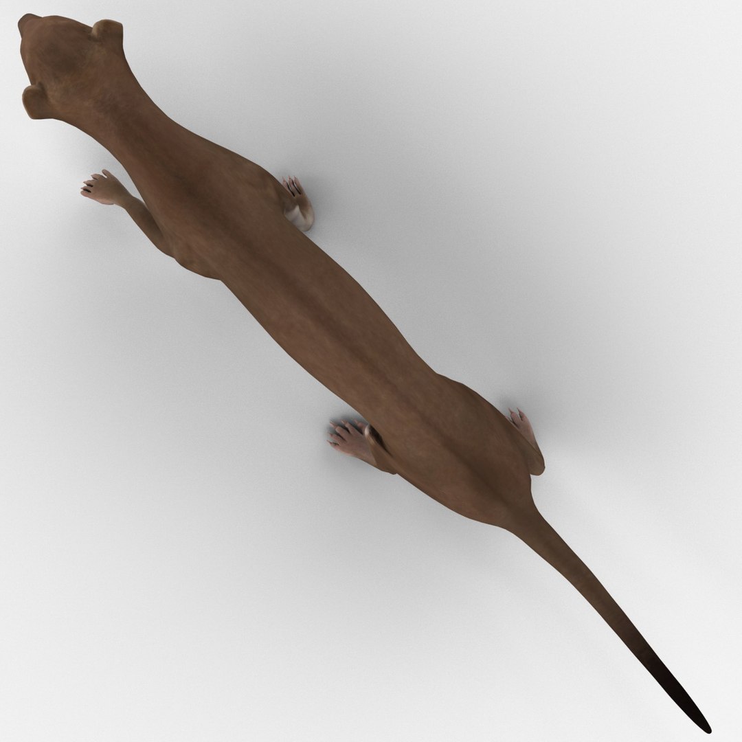 3d max weasel pose 1 https://p.turbosquid.com/ts-thumb/e1/WL1DCI/bqnqsRu3/weaselpose1_12/jpg/1374114099/1920x1080/fit_q87/794760b741a959d5804738dbbe81a5e1a9b66891/weaselpose1_12.jpg