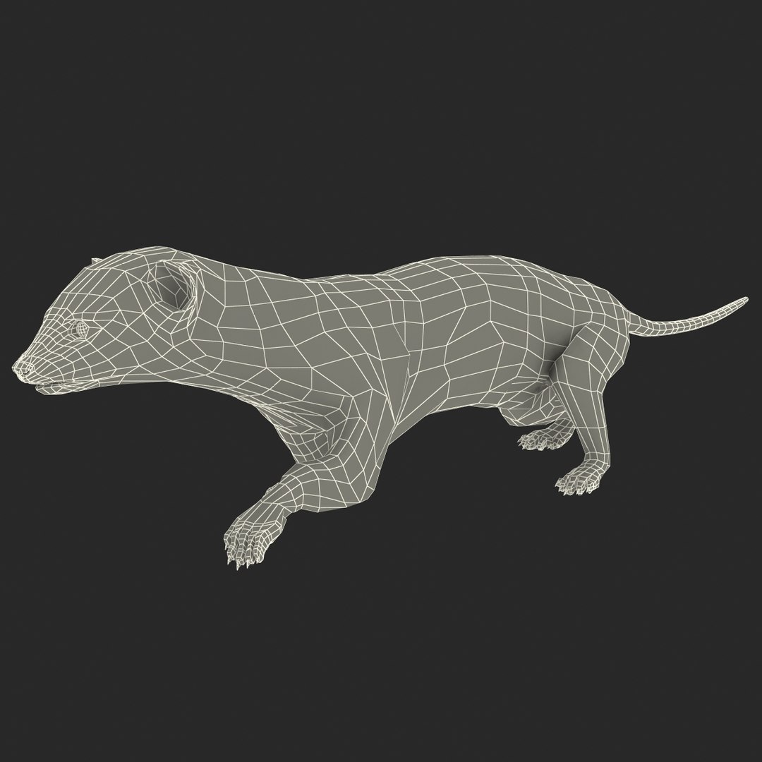 3d max weasel pose 1 https://p.turbosquid.com/ts-thumb/e1/WL1DCI/x6UFTO8V/weaselpose1_18/jpg/1374114112/1920x1080/fit_q87/df83b578abd4340807644a1f3ff88259f6d740d2/weaselpose1_18.jpg