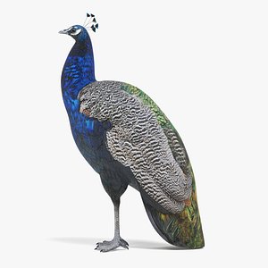 Indian Peafowl
