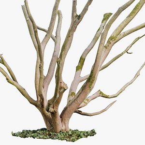 3D Curly Multy Trunk Tree Remastered