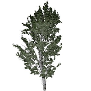 European White Birch Tree - 09 - 3D model