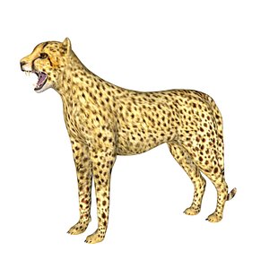 3D model Cheetah