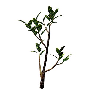 ornamental plant 3D model