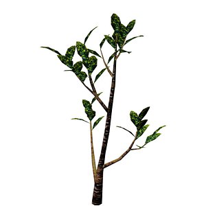 Ornamental Plant 1