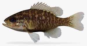 Lepomis gulosus Warmouth 2