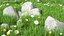 Meadow with Blooming Flowers