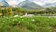 Meadow with Blooming Flowers