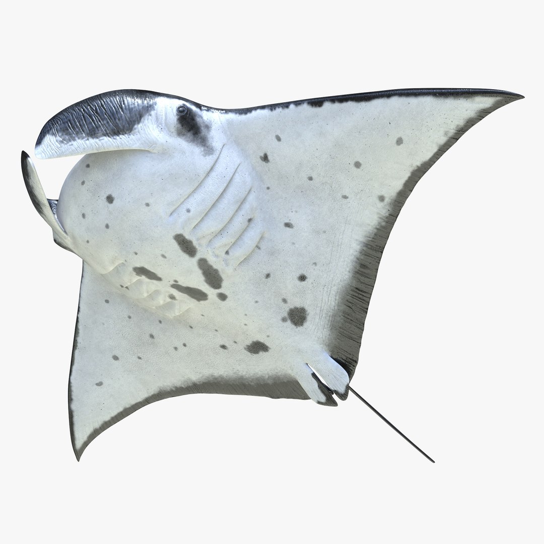 Manta Ray 3D model preview
