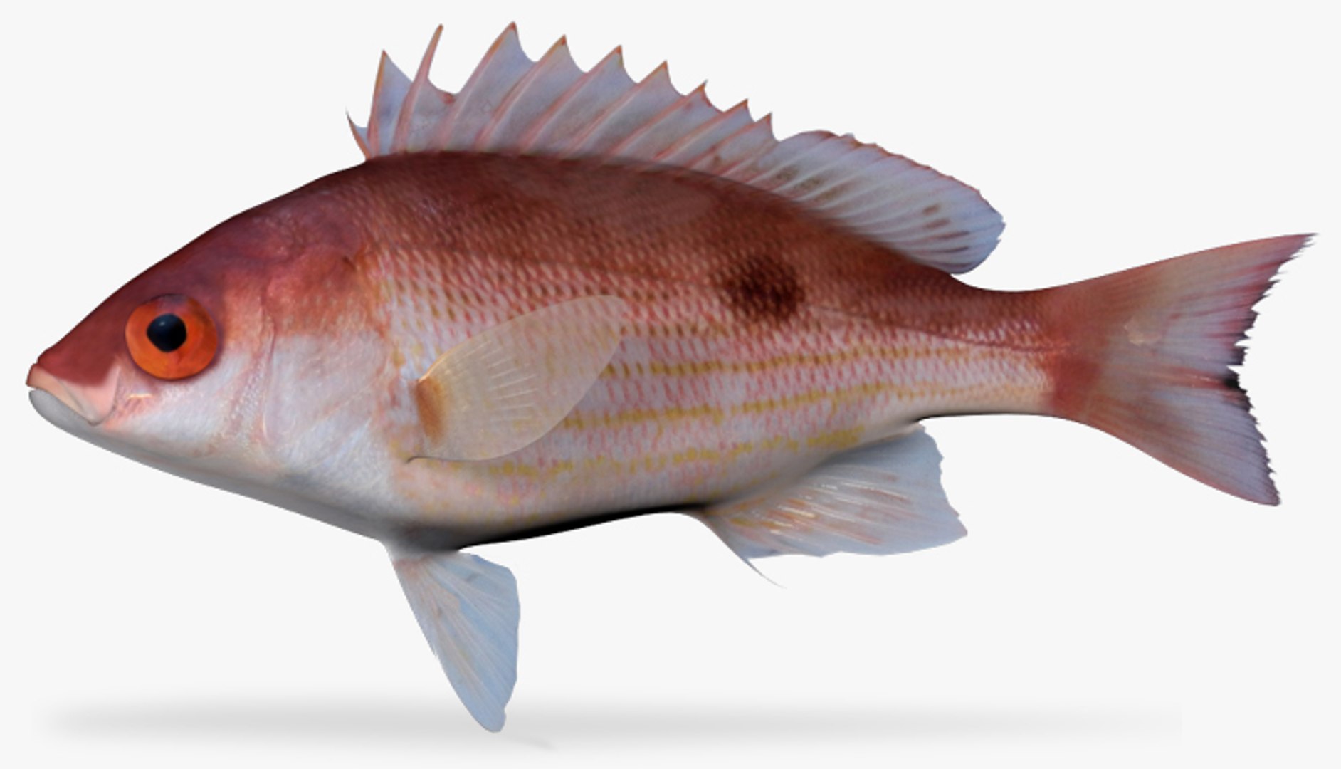 Pacific Red Snapper 3d Fbx