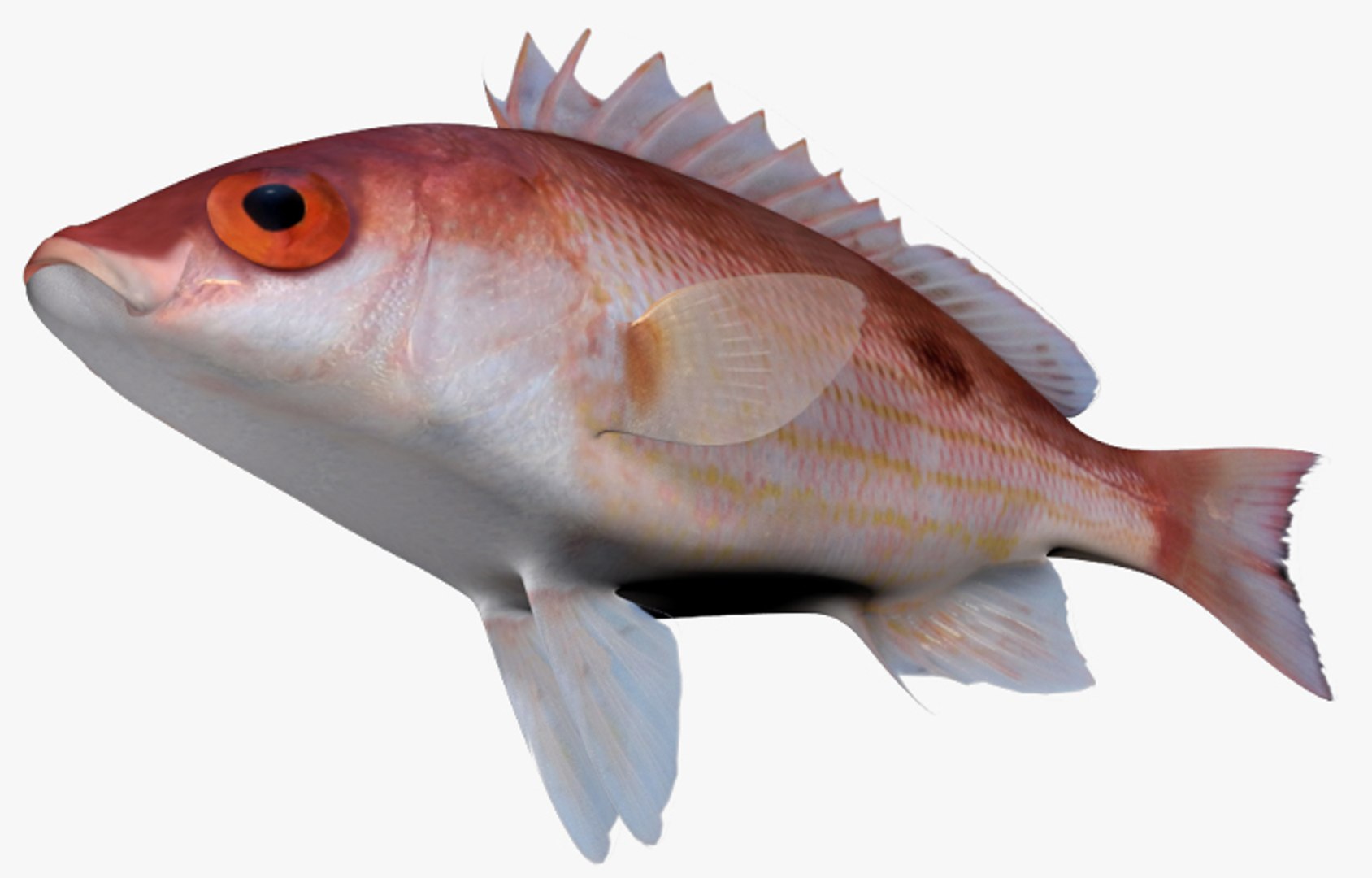 Pacific Red Snapper 3d Fbx